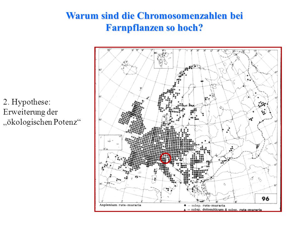 Die Walnüsse helfen für die Potenz